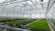 BASF | Nunhems erweitert Salatzüchtungskapazitäten mit neuem automatisierten Gewächshaus in ’s-Gravenzande. Bild: BASF | Nunhems.