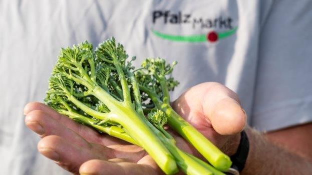 Auch optisch macht die Erntepremiere von Pfalzmarkt eG was her: Bimi® Brokkoli ist eine besondere Brokkoli-Sorte mit einem mild-süßlichen und leicht nussigen Geschmack. Bild: Pfalzmarkt eG.