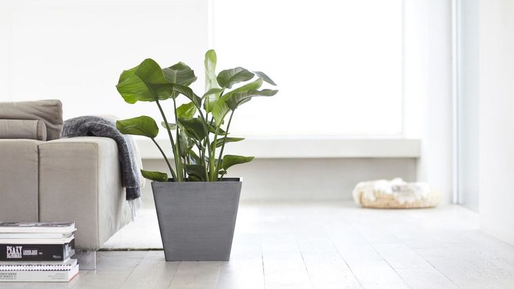 Die modernen ECOPOTS Pflanzgefäße überzeugen durch nachhaltiges Material, Funktionalität und Design. Bild: ECOPOTS.
