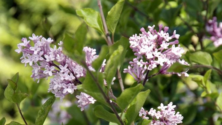 Flieder im insektenfreundlichen Garten. Bild: © iVerde für Plants & Flowers Foundation Holland. 