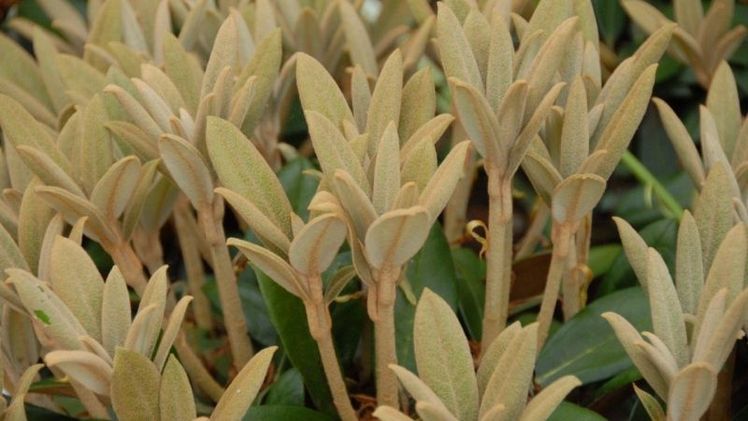 Rhododendron bureavii „Hydon Vevet“ ist in jungen Jahren zwar kein fleißiger Blüher, aber das außergewöhnliche Laub wiegt das auf. Bild: mvb plants.