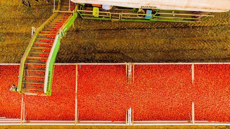 Mutti feiert die erfolgreiche Tomatenernte. Bild: Mutti.