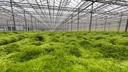 Anbau von Torfmoos unter Glas. Bild: Klasmann-Deilmann.