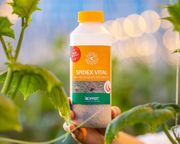Spidex Vital für die Spinnmilbenbekämpfung. Bild: Koppert.