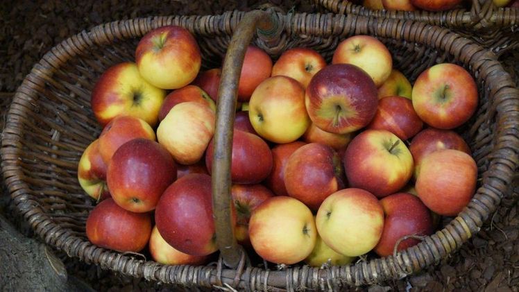 Im aktuellen Schuljahr 2026/2027 werden rund 1.698 Bildungseinrichtungen an der Programmkomponente „Obst und Gemüse" teilnehmen. Bild: GABOT.
