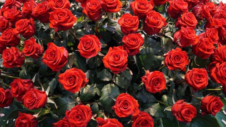Holla Roses, Bernhard Roses und Berg Roses starten eine eigene Online-Versteigerung. Bild: GABOT.