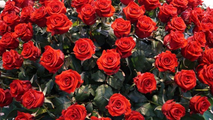 „Rosen, Rosen, Rosen“ prägten das Einkaufsverhalten im Einzelhandel und bei den Konsumenten. Bild: GABOT. 