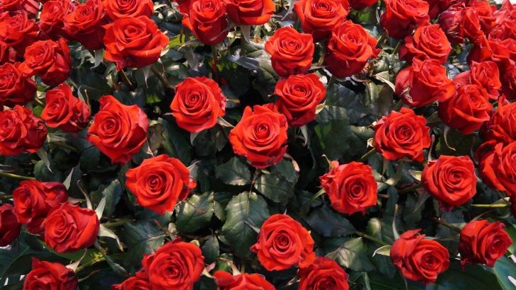 Bei Royal FloraHolland sind die Verkaufszahlen vor dem Valentinstag bisher sehr positiv. Bild: GABOT.