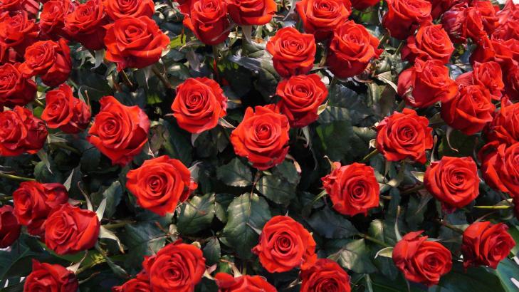 Bei Royal FloraHolland sind die Verkaufszahlen vor dem Valentinstag bisher sehr positiv. Bild: GABOT.