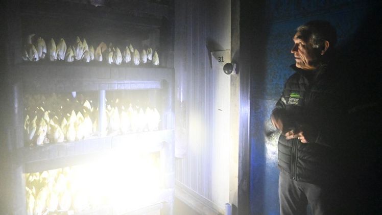 Chicoréezapfen wachsen im Dunkeln, wie Erwin Gamper erklärt. Bild: jba, lid.