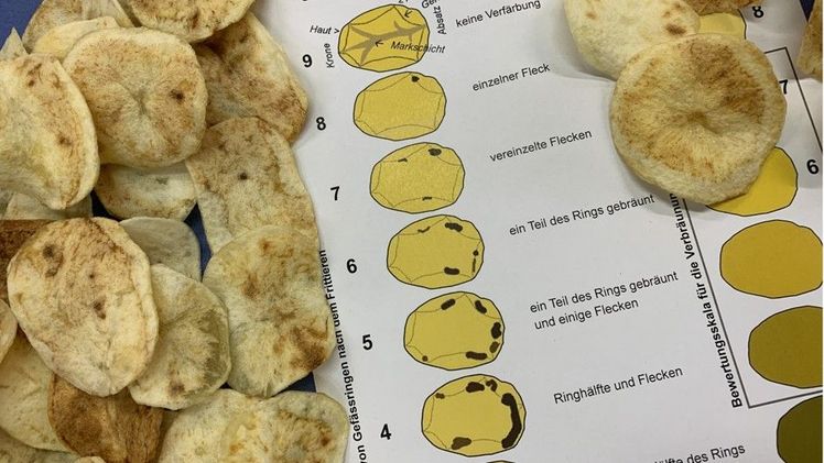 Gefäßbündel-Verbräunungen. Bild: © Patrice de Werra, Agroscope.