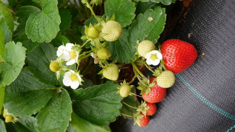 Erdbeeren. Bild: Gramoflor.