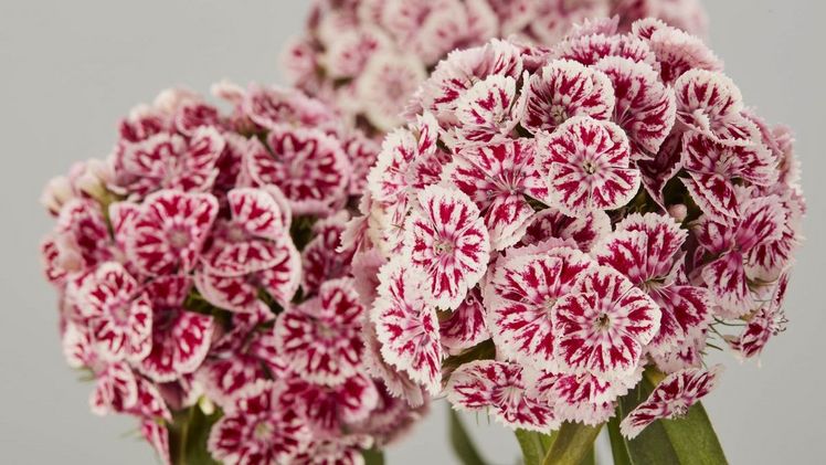 Kiwi Splash Sangria. Bild: Selecta one.