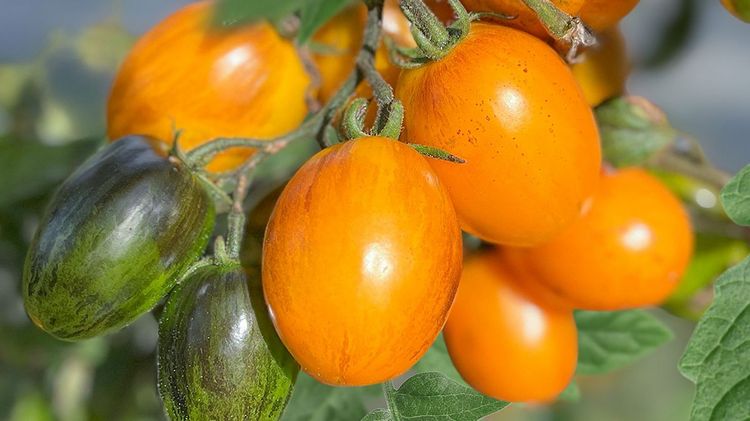 OpenSky® Amberone®. Bild: Lubera.