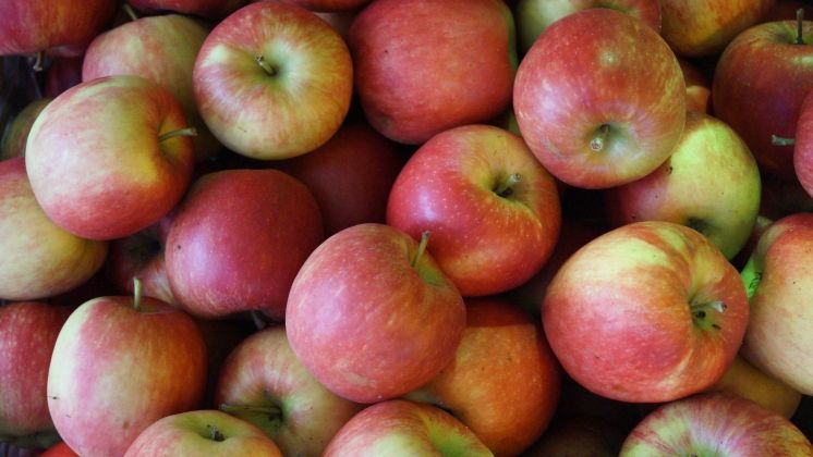 Dass alle Äpfel lieben, liegt sicherlich auch daran, dass sie völlig unkompliziert sind. Bild: GABOT.