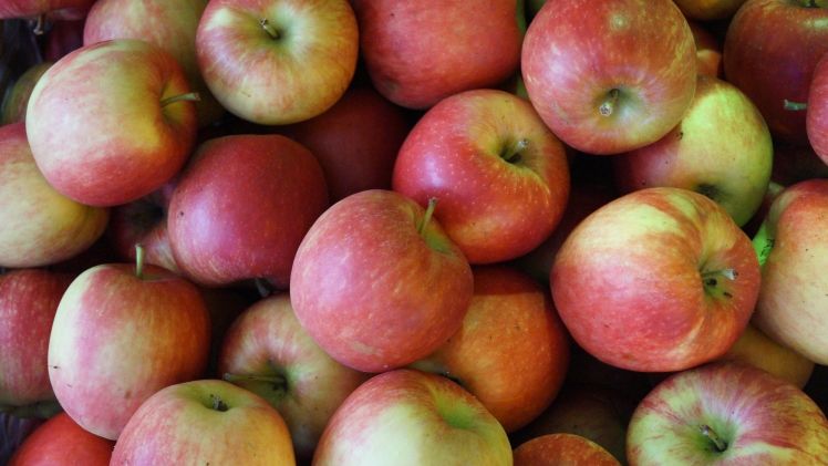 Prognosfruit schätzt die diesjährige Apfelernte in der Europäischen Union für die 28 Mitgliedstaaten auf 9.343.000 t und damit um 21% niedriger als im Vorjahr. Bild: GABOT.