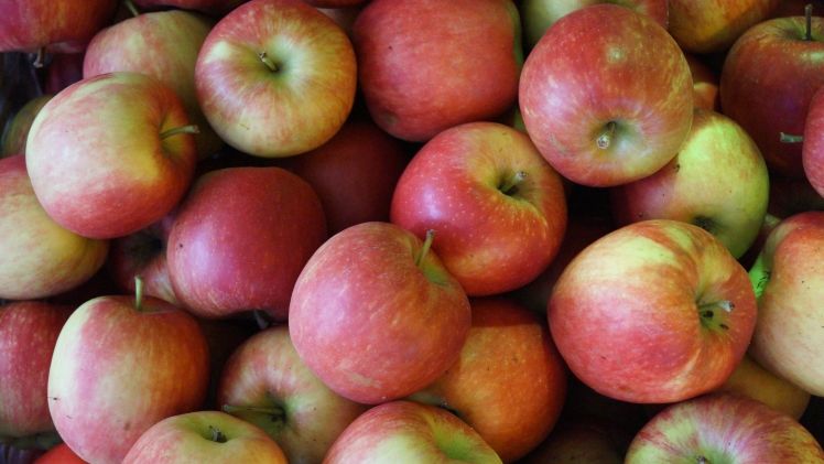 In Sachsen-Anhalt wurden 2021 insgesamt 17.833 t Äpfel geerntet. Bild: GABOT.