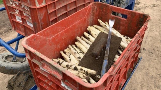 In dieser Saison beginnt bei Pfalzmarkt eG die Ernte der ersten „Pfälzer Frühlingsspargel“ so früh wie lange nicht mehr. Bild: Pfalzmarkt eG.