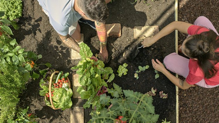 Viele HobbygärtnerInnen finden Gefallen daran, ihr eigenes Obst und Gemüse anzubauen und sich dadurch mit Vitaminen und Nährstoffen aus dem eigenen Garten zu versorgen. Bild: © Evergreen Garden Care.