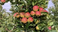 Niedersachsens Apfelbauern rechnen mit einer normalen Ernte. Bild: Landvolk Niedersachsen.
