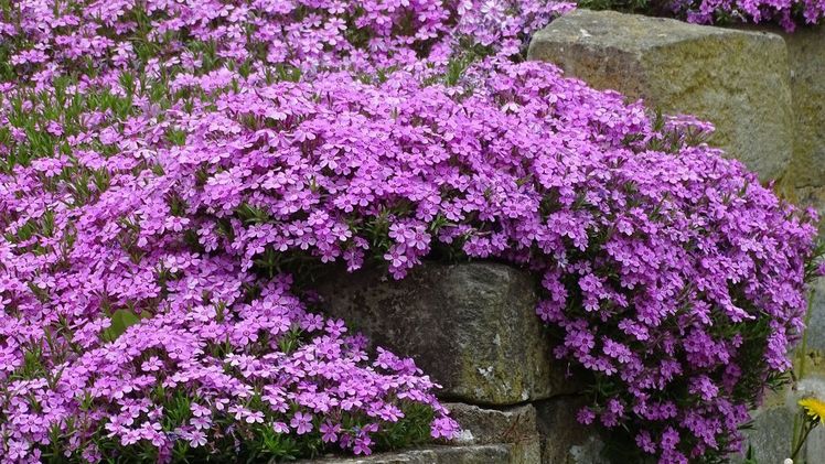 Polster-Phlox (Phlox subulata) wächst als Teppich oder lässt seine Matten wie ein Vorhang an Mauern herab. Bild: GMH/Bettina Banse.
