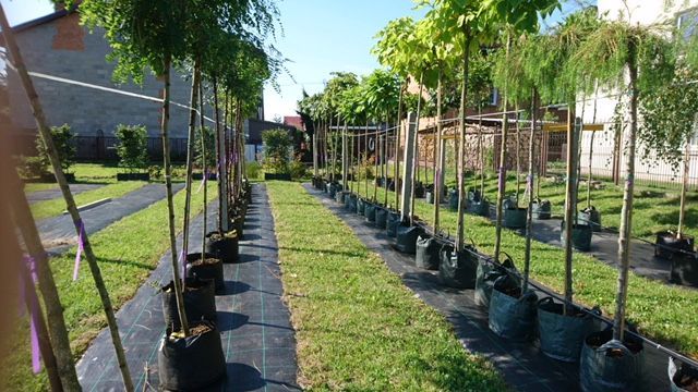 Nach der IPM in Essen wird die Baumschule Boomkwekerij E. de Jong auch auf der Gardenia in Polen anzutreffen sein.
