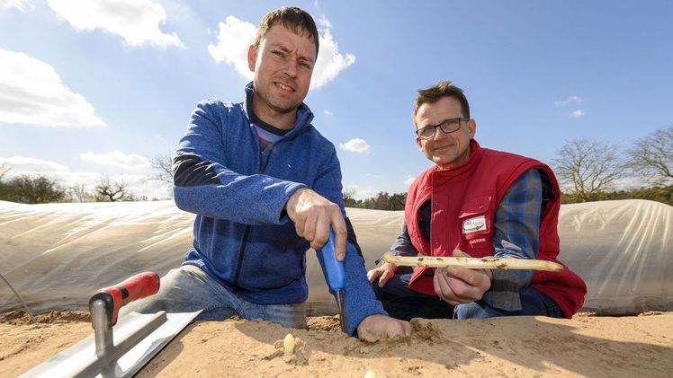 Pfalzmarkt-Erzeuger Thomas Reeb aus Dudenhofen (links im Bild) und Klaus Selinger, Field Manager bei Pfalzmarkt eG, begutachten die ersten „Pfälzer Frühlingsspargel“ aus dem Freilandanbau. Die Qualität ist top, aber leider fehlen überall im Anbaug Pfalzmarkt-Erzeuger Thomas Reeb aus Dudenhofen (links im Bild) und Klaus Selinger, Field Manager bei Pfalzmarkt eG, begutachten die ersten „Pfälzer Frühlingsspargel“ aus dem Freilandanbau. Die Qualität ist top, aber leider fehlen überall im Anbaugebiet die Erntehelfer. Bild: Pfalzmarkt eG.