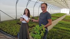 Die Familie Walaszczyk produziert neben Nadelgehölz- auch Laubgehölzjungpflanzen. Bild: GABOT.