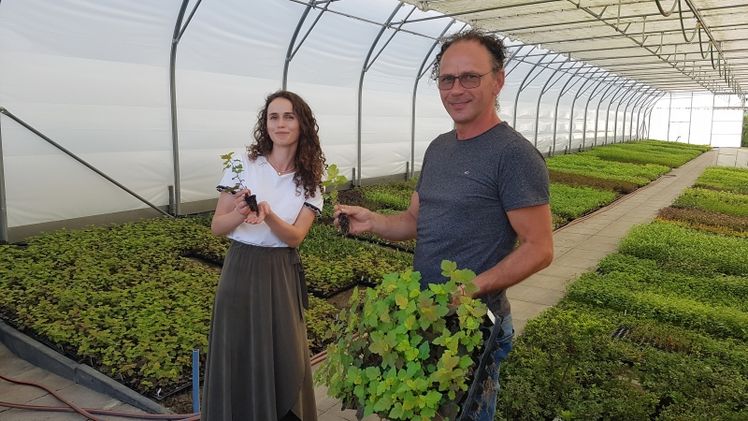 Die Familie Walaszczyk produziert neben Nadelgehölz- auch Laubgehölzjungpflanzen. Bild: GABOT.