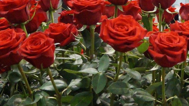 Es bleibt dabei, rote Rosen sind am Valentinstag unverzichtbar. Trotz hoher Preise war die Nachfrage sehr hoch. Bild: GABOT.
