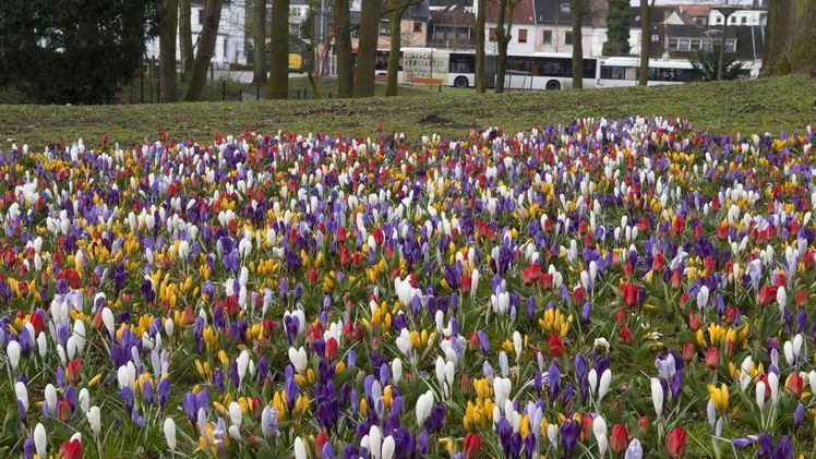 Blumenzwiebeln: Maschinelles Bepflanzung von Seiten- und Mittelstreifen.