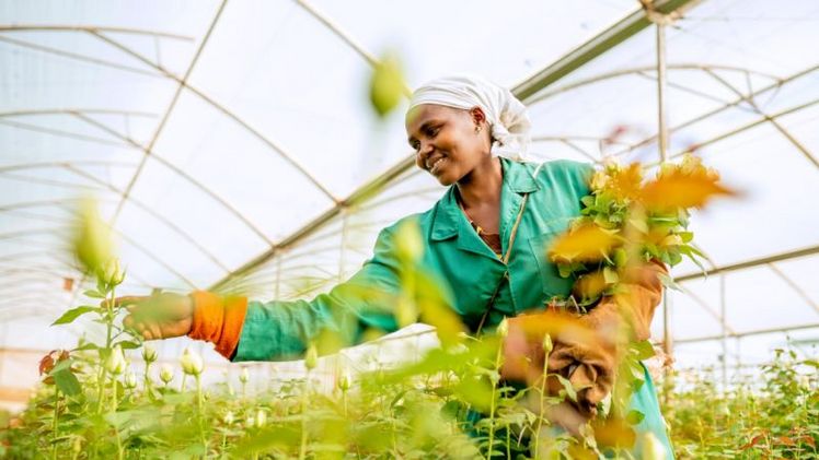 ALDI SUISSE schafft Verbesserungen in Kenia mit Fairtrade-Rosen. Bild: © Fairtrade Deutschland e.V./Anthony Odamo.