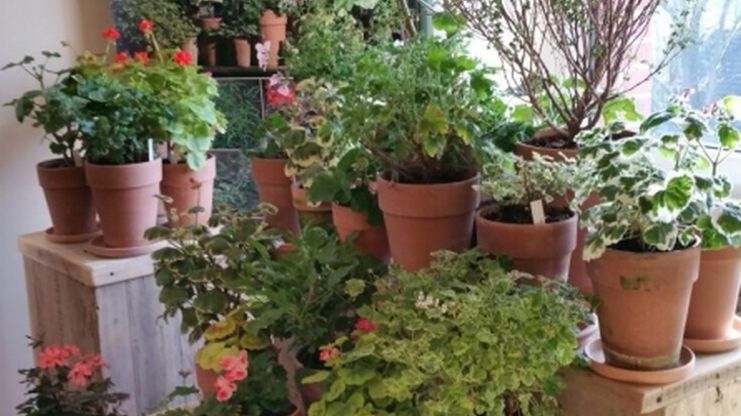 Historische Pelargonien-Ausstellung "Form, Farbe, Duft" 