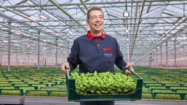 Deliflor Highfield verbessert Chrysanthemen-Stecklinge mit Voll-LED. Bild: Signify.