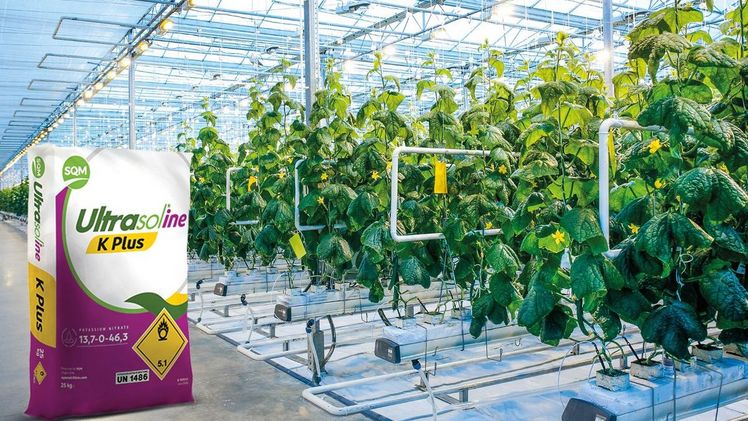 Ultrasol®ine K Plus: Neuer Kaliumnitratdünger mit Jod für bessere Pflanzenresistenz. Bild: Royal Brinkman.