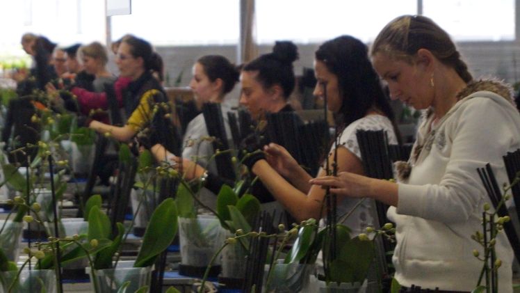 Wie schaffen wir es, junge Menschen für den Beruf des Gärtners zu begeistern?