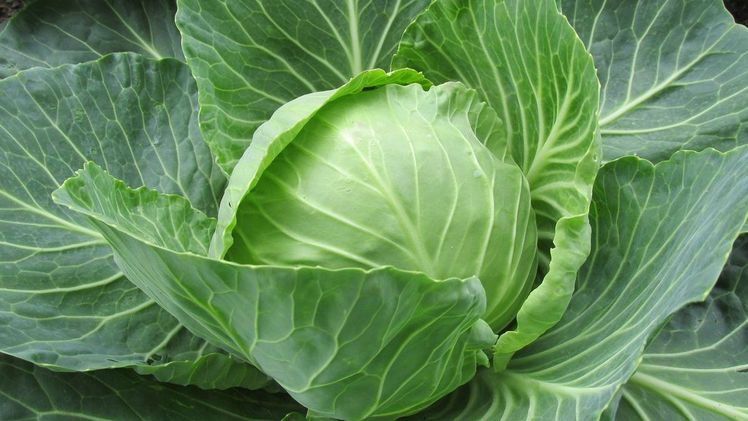 Kabis, auch Weißkohl genannt. Bild: lid.ch