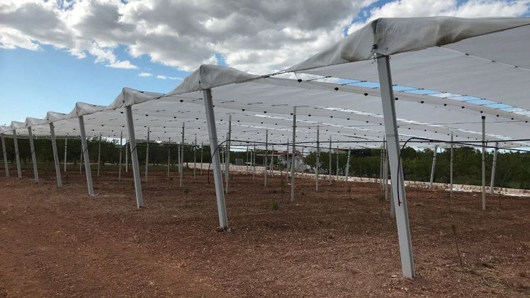 Arrigoni entwickelt, produziert und vertreibt innovative Agrotextilien für eine bessere Klimakontrolle und gesündere und sicherere Lebensmittelproduktion. Bild: Arrigoni.  Arrigoni entwickelt, produziert und vertreibt innovative Agrotextilien für eine bessere Klimakontrolle und gesündere und sicherere Lebensmittelproduktion. Bild: Arrigoni.