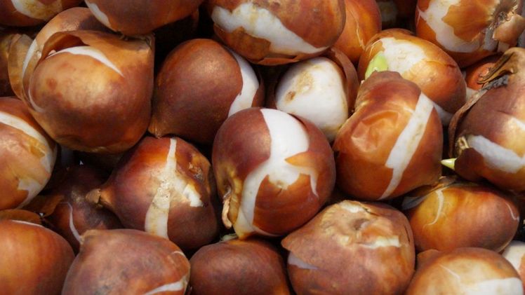 2050 Klassen pflanzen 1,2 Millionen Blumenzwiebeln. Bild: GABOT.