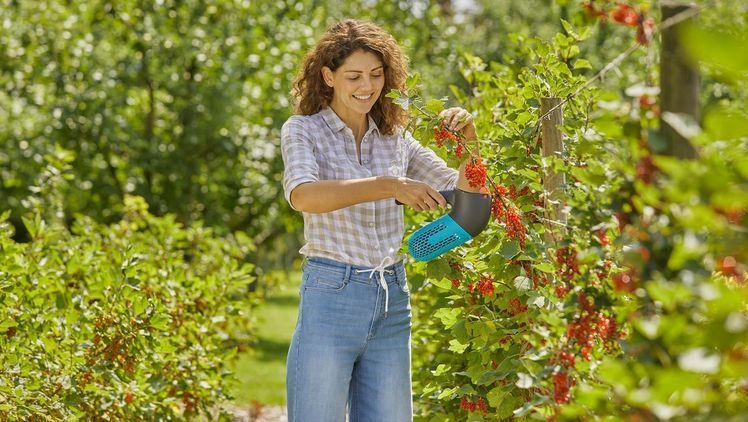 Mit dem neuen GARDENA combisystem Beerensammler ist die Ernte von empfindlichen Beeren schnell erledigt. Durch verstellbare Kunststoffzähne kann er auch für Steinobst verwendet werden. Bild: GARDENA.