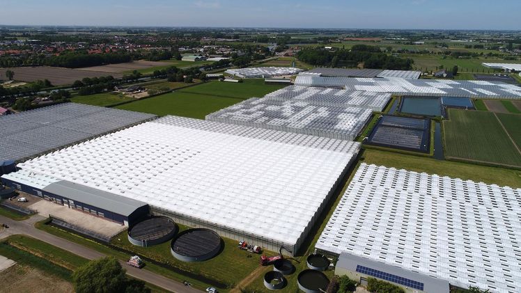 Horticoop verbindet Wissen, Möglichkeiten und Entwicklungen mit Anbaukulturen, Fragen und Kunden. Bild: Horticoop.