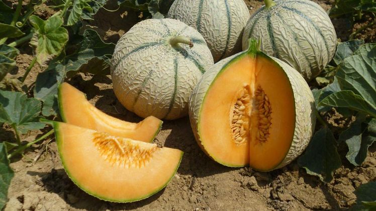 Mit der Akquisitition des französischen Melonenzüchtungsunternehmens ASL wird BASF ihre Position als bevorzugter Partner in der Wertschöpfungskette für Obst und Gemüse weiter ausbauen und höchst innovative Melonensorten anbieten. Bild: BASF.