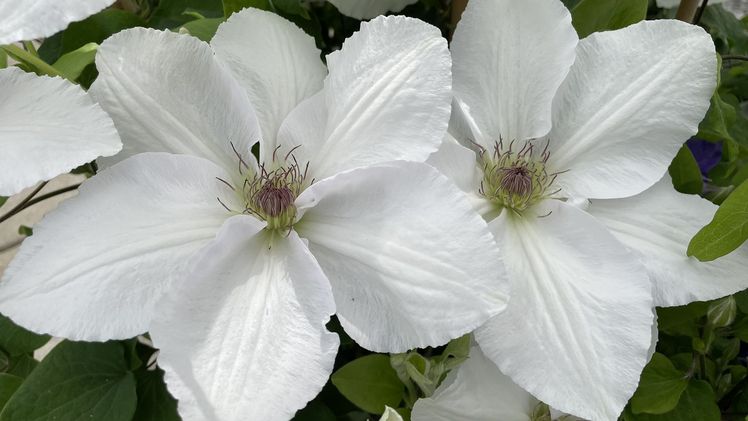 Clematis Guernsey Flute™ EviGsy153(PBR). Bild: The Guernsey Clematis Nursery.