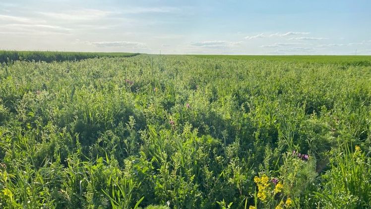 Mehrjährige Brachflächen fördern die Biodiversität in der Agrarlandschaft, sind für landwirtschaftliche Betriebe aber finanziell herausfordernd. Bild: Maria Kernecker / ZALF.