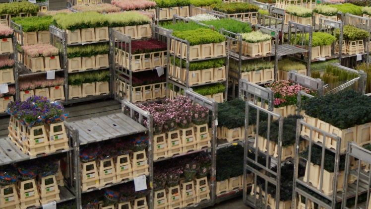 Der Uhrenvorverkauf von FloraMondo erfreut sich wachsender Beliebtheit. Bild: GABOT.