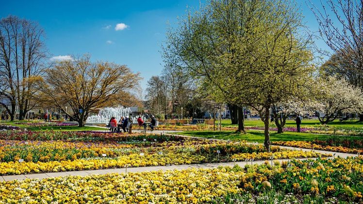 Große Blütenpracht zum Start. Bild: BUGA Erfurt.