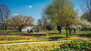 Große Blütenpracht zum Start. Bild: BUGA Erfurt.