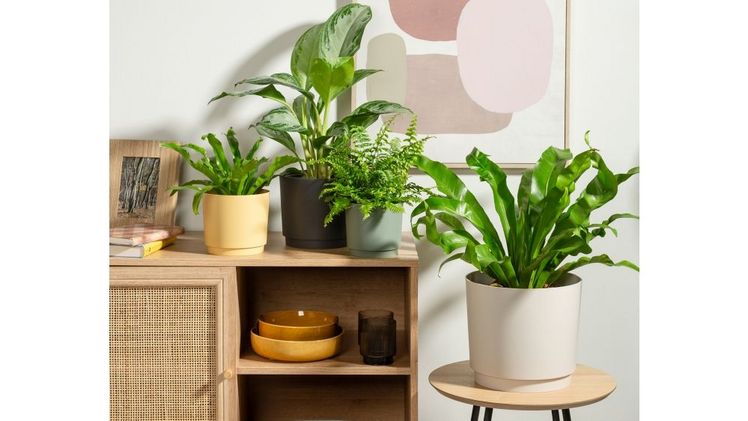 Plano von Scheurich. Bild: Scheurich. Plano von Scheurich. Bild: Scheurich.