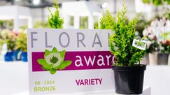 Bronze: Chamaecyparis obtusa 'Yellow Teddy Bear', Baumschule Schrauwen-Moerings. Bild: Florall © wide open.