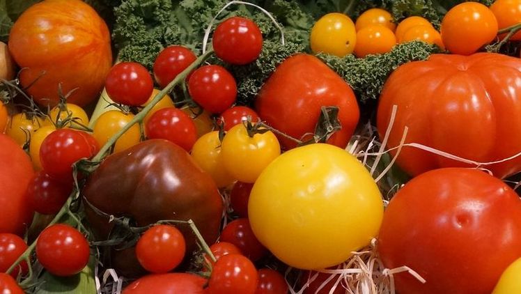 Tomaten gibt es vielen verschieden Farben und Größen. Bild: GABOT.